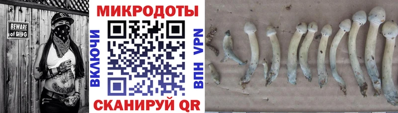 ссылка на мегу зеркало  Брюховецкая  Псилоцибиновые грибы Psilocybe 